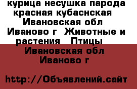 курица несушка парода красная кубаснская - Ивановская обл., Иваново г. Животные и растения » Птицы   . Ивановская обл.,Иваново г.